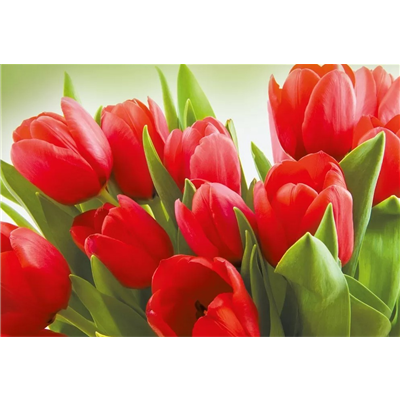 Конверт д/денег А5 Тюльпаны красные